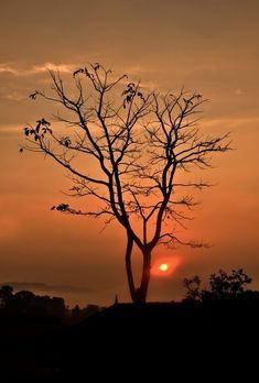 the sun is setting behind a tree with no leaves