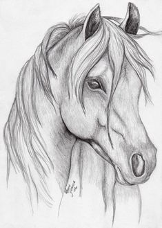 a pencil drawing of a horse's head