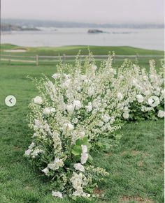 some white flowers in the grass and water