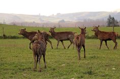 a herd of deer standing on top of a lush green field