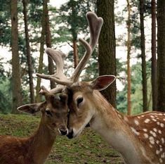 two deer standing next to each other in the woods with their heads touching foreheads