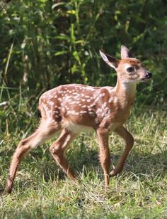 a young deer is walking through the grass