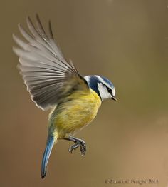 a blue and yellow bird is flying in the air with it's wings spread