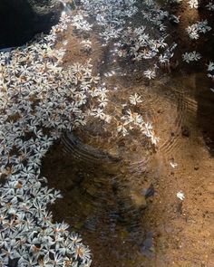 some white flowers are growing in the water