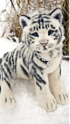 a white tiger cub sitting in the snow