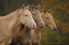 three horses standing next to each other with trees in the background