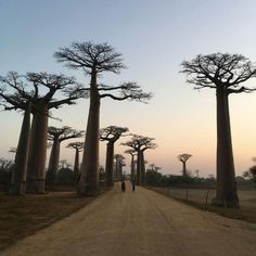 a dirt road surrounded by tall bao trees