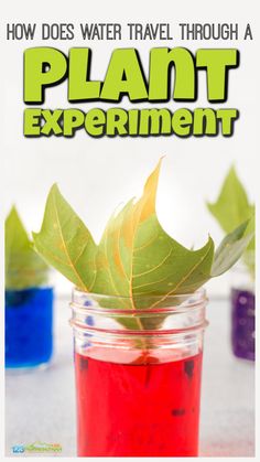 a jar filled with red liquid and green leaves on top of it, next to the words how does water travel through a plant experiment?