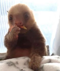 a baby monkey is eating something while sitting on the bed