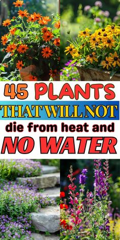 flowers and plants with the words, 15 plants that will not die from heat and no water