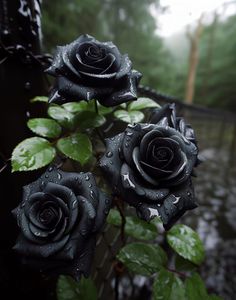 three black roses with water droplets on them in front of a fence and some trees