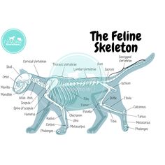 the feline skeleton is shown in this diagram, with all its parts labeled on it