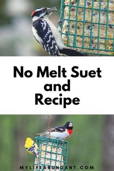 two birds eating from a bird feeder with the words no melt suet and recipe below