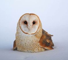 an owl sitting on the ground with its eyes open