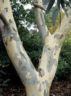 a close up of a tree with leaves on it's trunk and branches in the foreground