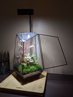 a glass box with plants in it sitting on a wooden table next to a lamp