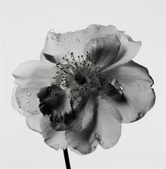 a black and white photo of a flower with water droplets on it