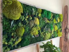 a moss covered wall in a living room next to a potted plant on a table