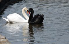 two swans are swimming in the water together