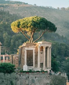 an ancient building with a tree growing out of it