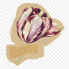 a drawing of a flower on a piece of paper with watercolor paint and shading