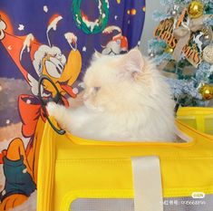 a white cat sitting in a yellow suitcase