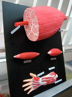 an image of a model of the human body with muscles and tendors on display