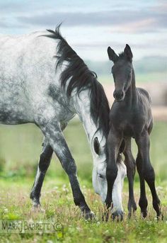 two black and white horses standing next to each other on a lush green field with clouds in the background