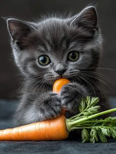 a kitten is holding a carrot in it's mouth