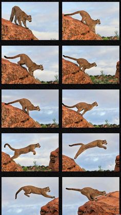 multiple pictures of a cheetah running on rocks in the desert, with sky and clouds behind them