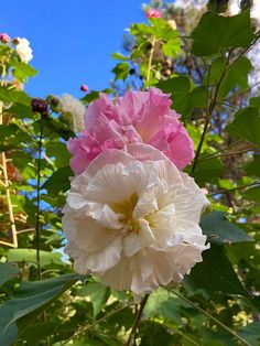 two pink and white flowers in the middle of green leaves with blue sky behind them