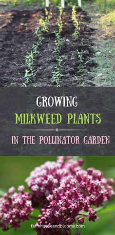 two pictures, one of milkweed seedlings in the garden, and one of a closeup of a milkweed flower Growing Milkweed, Beautiful Insects, Monarch Butterflies, Pollinator Garden, Herbaceous Perennials