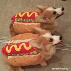 two dogs sitting on the floor with hotdogs in buns