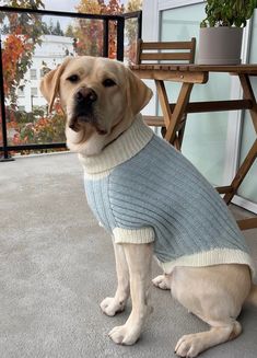 a dog wearing a sweater sitting on the floor