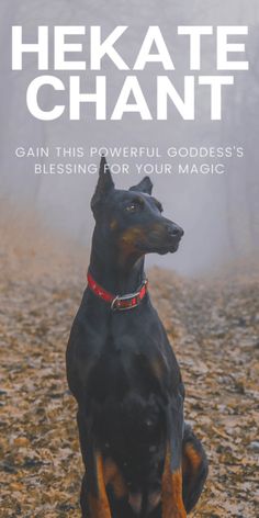 a black and brown dog sitting on top of a leaf covered field with the words hekate shant