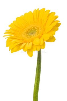 a single yellow daisy flower on a white background stock images and clippings are included in this image