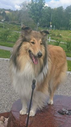 a brown and white dog standing on top of a wooden stump