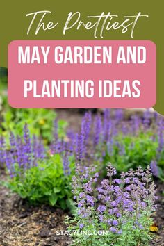 lavender garden with text overlay that reads the prettiest may garden and planting ideas