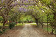 a dirt road surrounded by trees with purple flowers