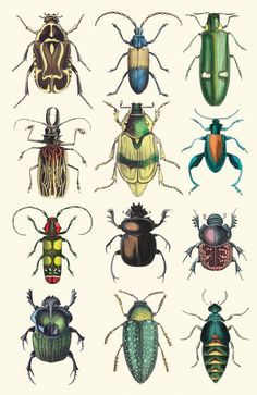 six different types of beetles on a white background, each with different colors and sizes