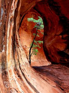 a small tree growing out of the side of a rock formation in a canyon,