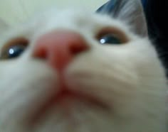 a close up shot of a cat's face