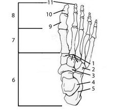 an image of the foot bones and their corresponding parts, labeled in black and white