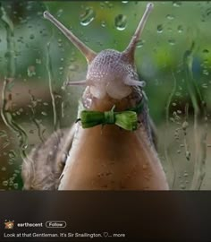 a snail with a green bow tie sitting on a window