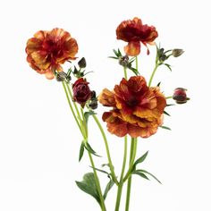 three red and yellow flowers are in a glass vase on a white background with green stems