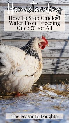 a white chicken standing on top of snow covered ground next to a wooden fence with the words, homeseating how to stop chickens water from freezing one & for all