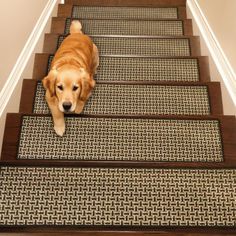 a golden retriever dog walking down the stairs