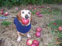 a dog with an apple in its mouth sitting on the ground next to some apples