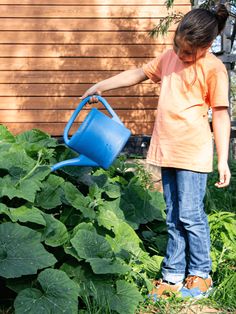 Pumpkin Garden: Watering a Lush Pumpkin Patch