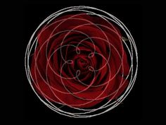 a red rose is in the middle of a black background with white circles around it